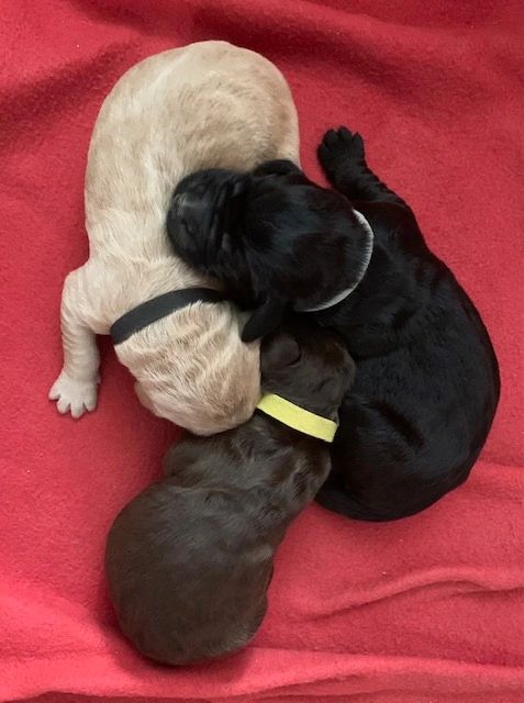 The three colors in our first litter! Could not have asked for a more perfect picture!!