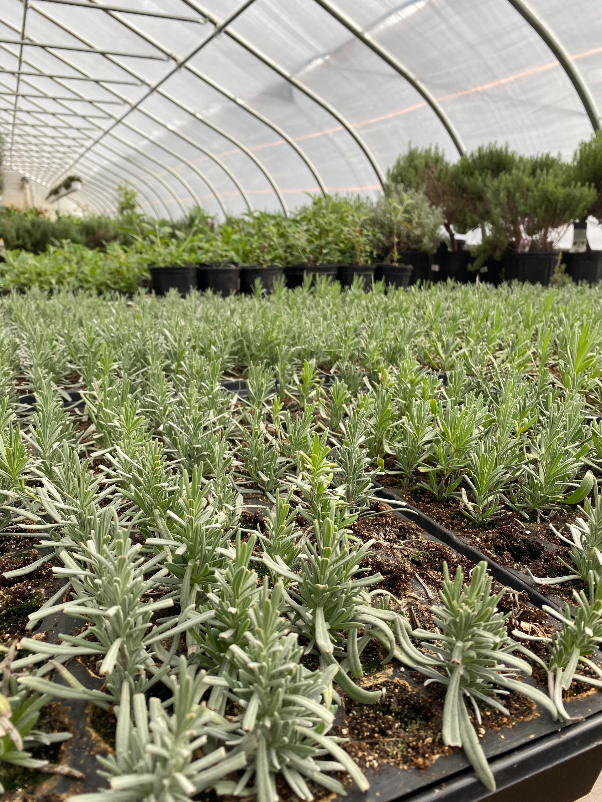 Roanoke Lavender Farm