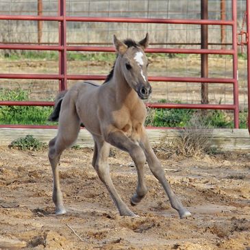 Grulla or Grullo horses for sale