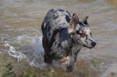 Gherkin - Blue Merle Half Border Collie Half Australian Shepherd female