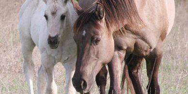 Miss Big Minnie 2003 AQHA Grulla Mare.  Homozygous Black.  EE aa Dn.  5 Panel NN.  