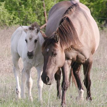 2003 AQHA Grulla Mare.  Homozygous Black.