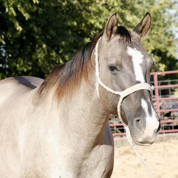 Peppy Leona San AQHA Grulla mare