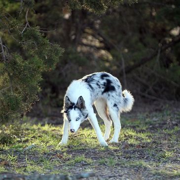 Blue Merle Border Collie female with 2 blue eyes