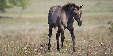 2018 AQHA Grulla stallion by Legal N Twisted and out of Peppy Leona San.  EE aa DD.  5 panel NN.