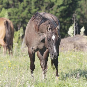 Grulla mares