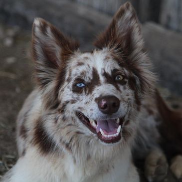 Pinky is a Red Merle full Border Collie with one blue eye and one green eye.