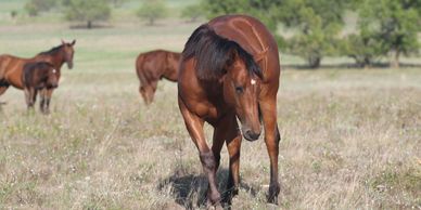 2017 AQHA Bay mare by Legal N Twisted and out of Magically Delicious.  Ee Aa.  5 Panel NN.  