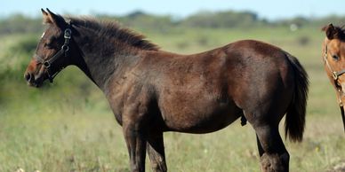 2018 Bay colt by Legal N Twisted and out of SPD Freckled Olena.