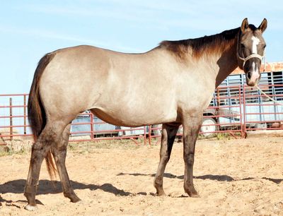 Peppy Leona San AQHA Grulla Mare