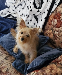 ShirleyMeschnark