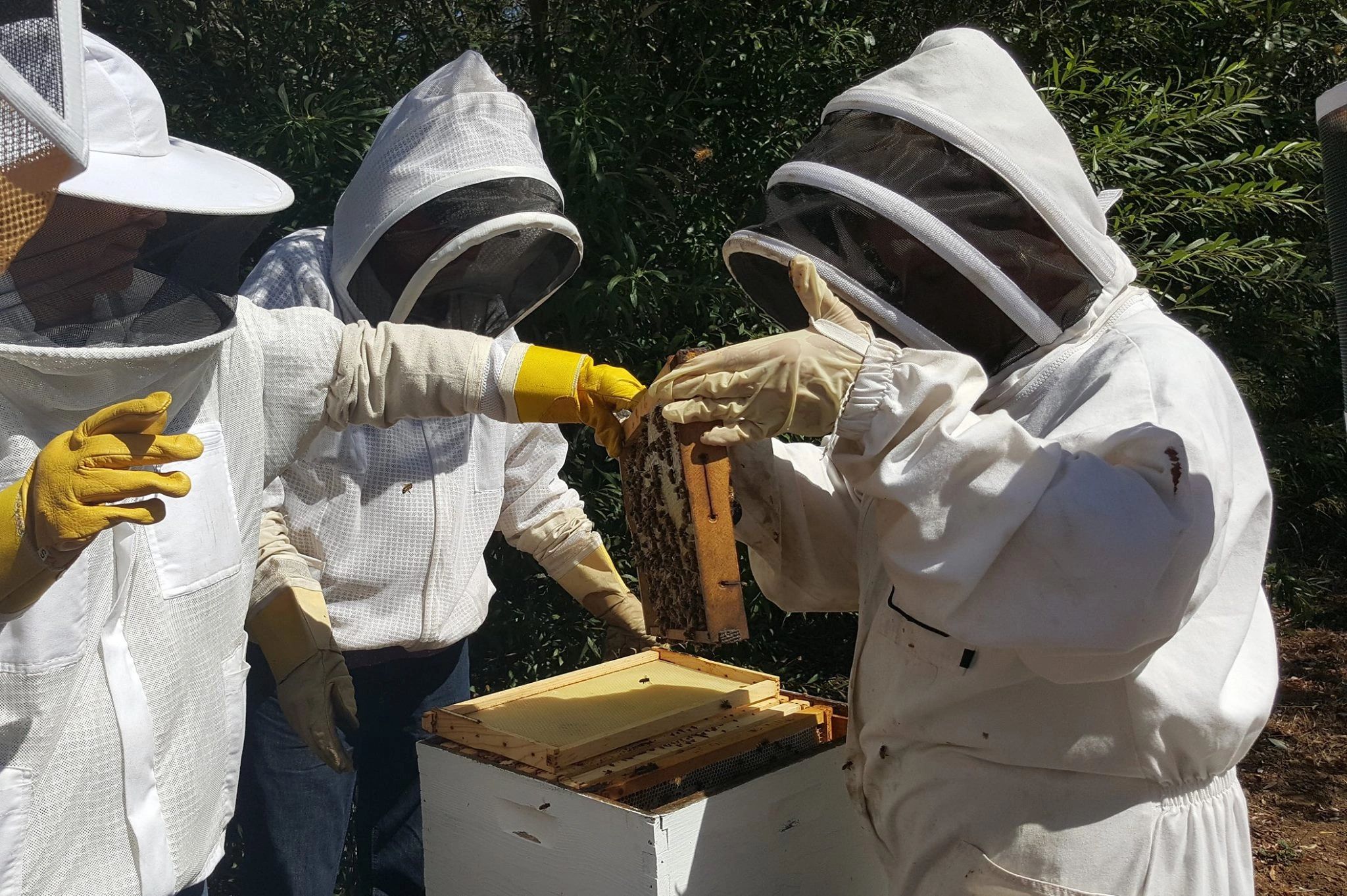 Bee Guild SB - Bee Hive Removal, Bee Swarm