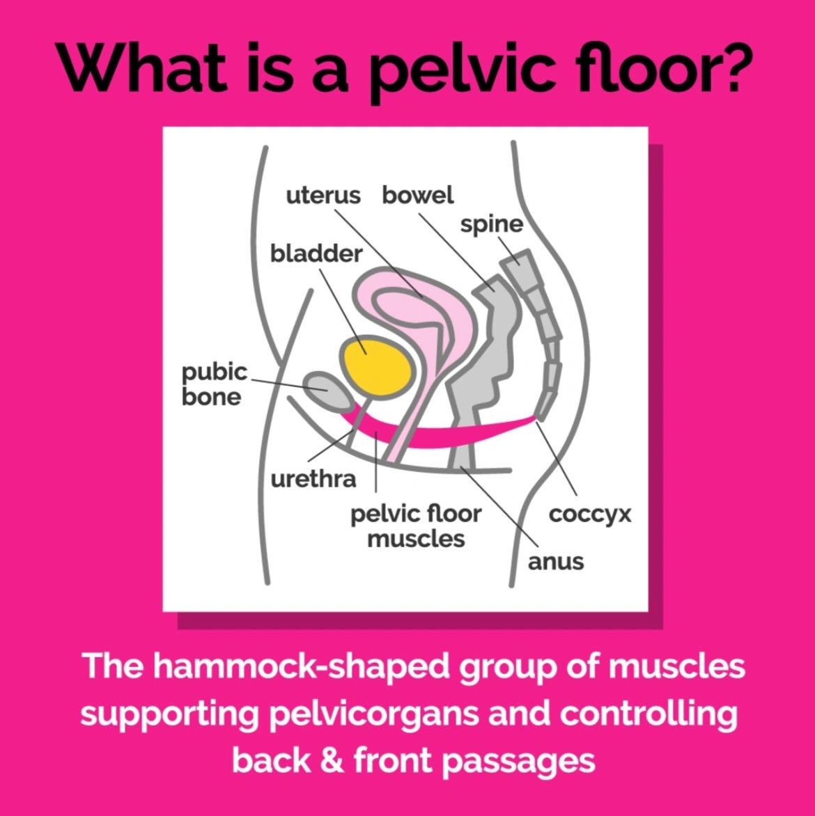 Frustrated with tailbone pain? Pelvic Floor PT Helps!- Purple