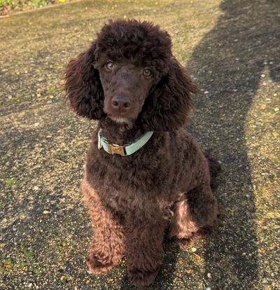 A brown puppy Looking on the camera