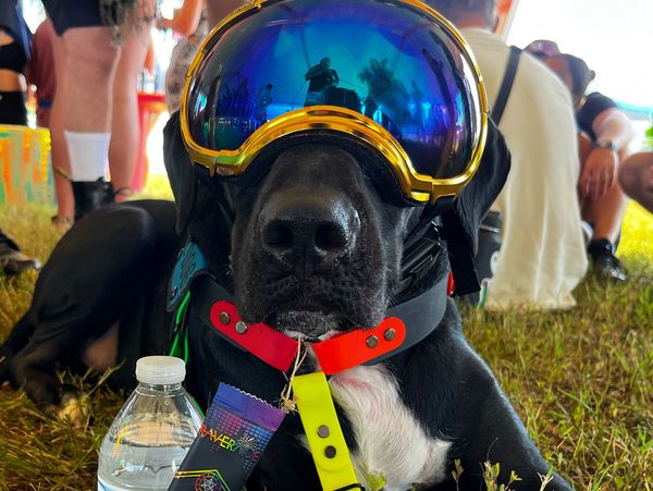 Service dog wearing eye protection 