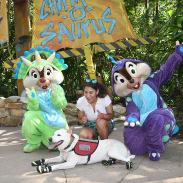 Service dog Maverick at Disney 