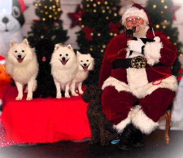 Reign, Jhett ( Black Poodle ) Prince aka
AKC/UKC CH Snow Buddies Zip A Dee Doh Dah Of Fissan's ( Wis