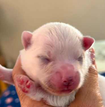 A newborn puppy being gently held.