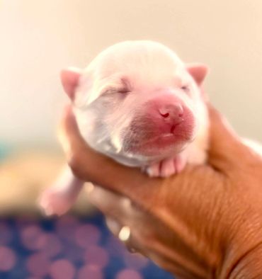 Newborn puppy being gently held.