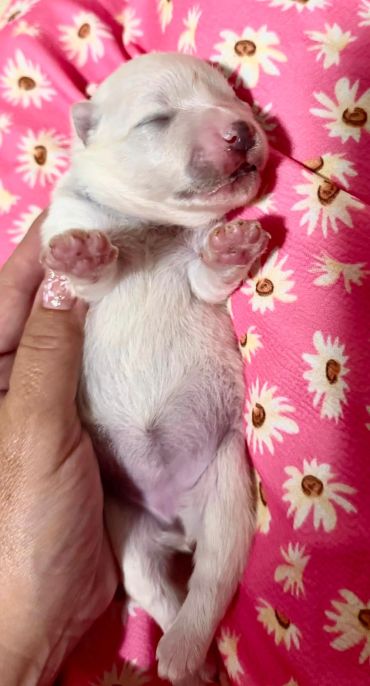 Newborn puppy sleeping on floral blanket.