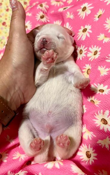 Sleeping newborn puppy held in hand.