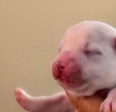 Newborn puppy being gently held.