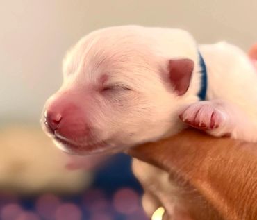 Newborn puppy with closed eyes held gently.