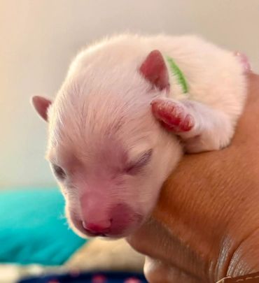 Newborn white puppy peacefully sleeping in hand.