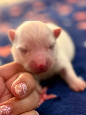 Newborn puppy gently held by hand.