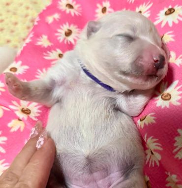 Sleeping newborn puppy with a blue collar on a floral blanket.