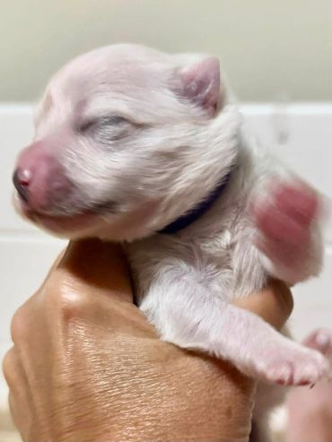 Newborn puppy with closed eyes being held gently.