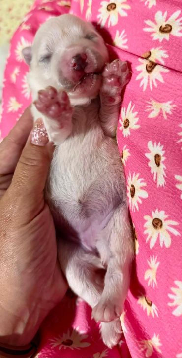 Newborn puppy being gently held.