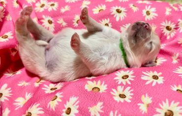 A puppy sleeping on a pink daisy patterned blanket.