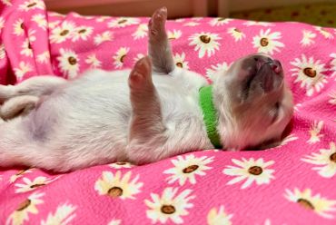 Puppy lying on its back on a pink floral blanket.