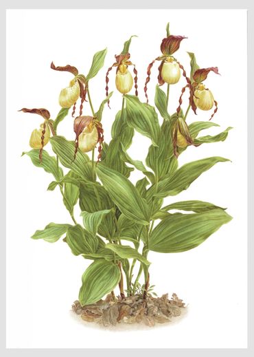 Cypripedium kentuckiense