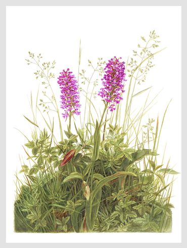 Platanthera pyscodes