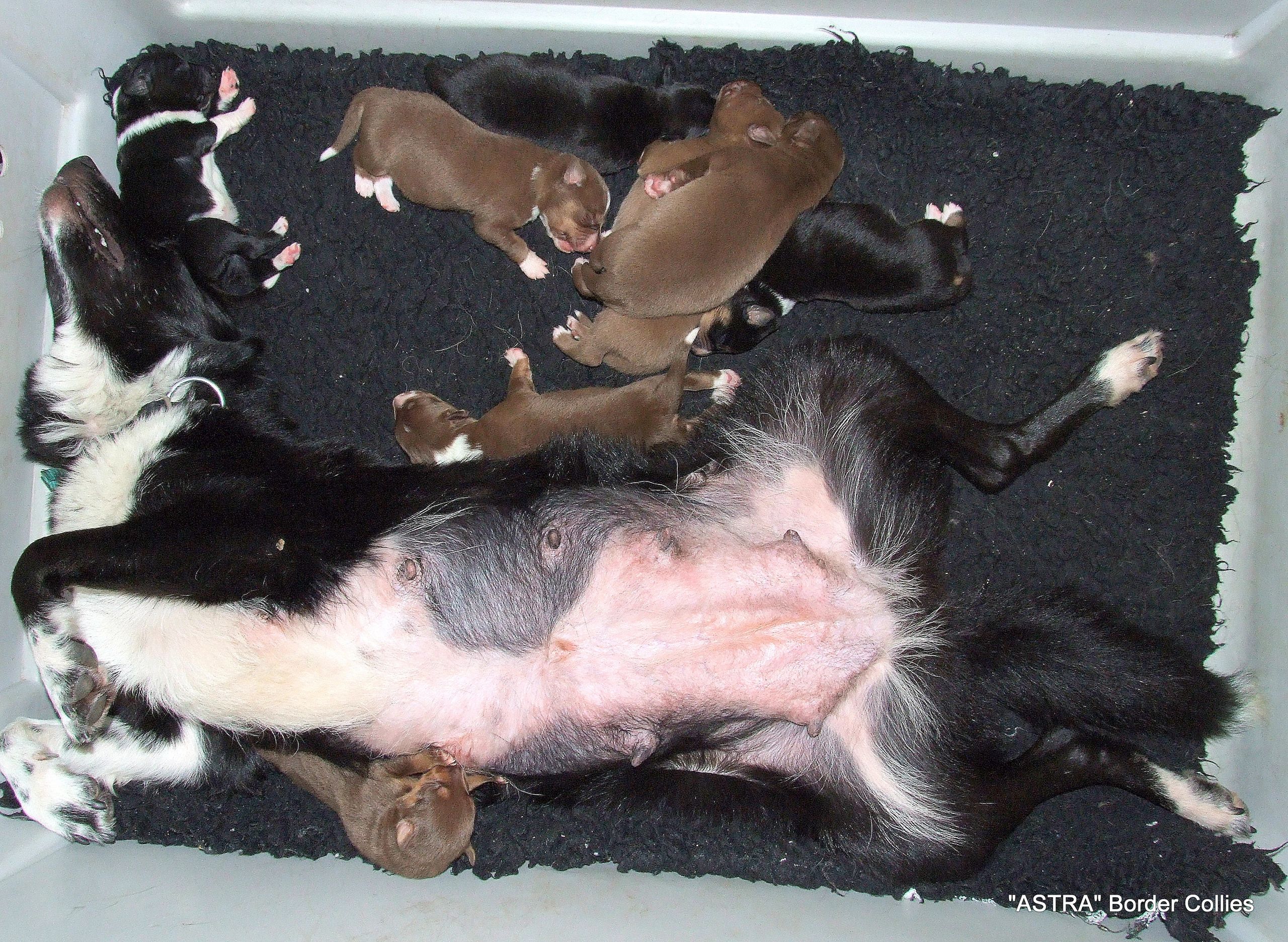 How Can I Get A Cheap Puppy