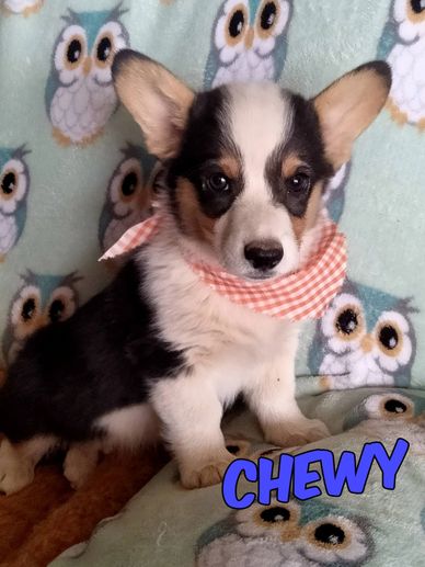 Adorable tricolor Corgi puppy named Chewy with a checkered bandana.