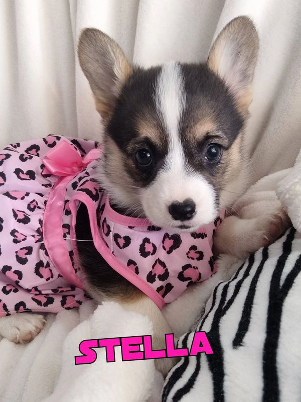 Cute puppy named Stella wearing a pink leopard print dress.