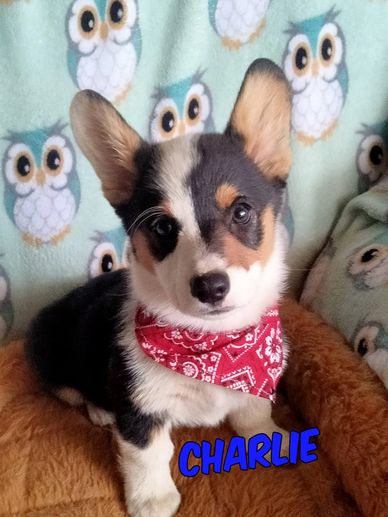Adorable tricolor puppy wearing a red bandana sitting on a cozy brown bed.