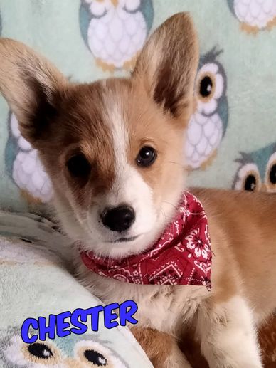Adorable puppy named Chester wearing a red bandana.