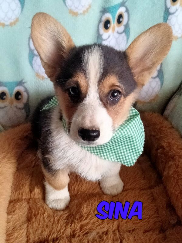 Adorable Corgi puppy with large ears and a green checkered bandana sitting on a cozy blanket.