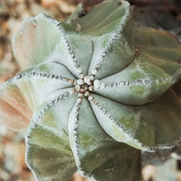 Close-up of a green succulent plant.
