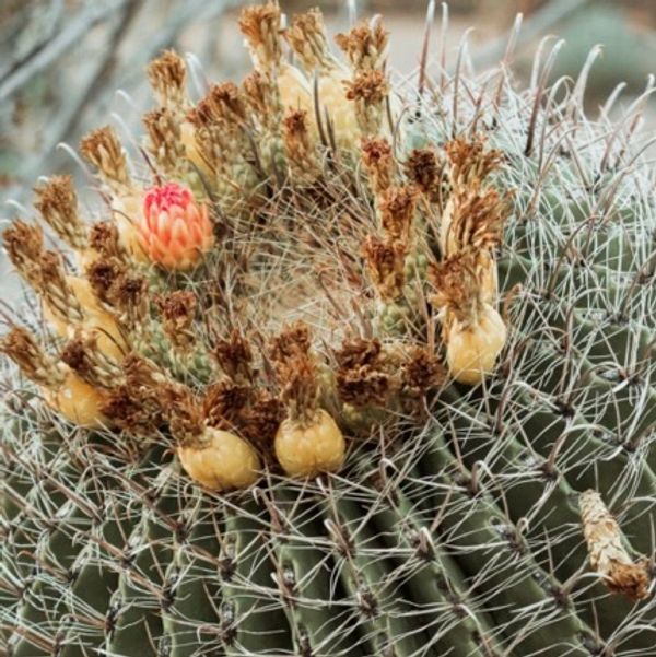 Close-up of a cactus with spines and a single pinkish-orange flower.