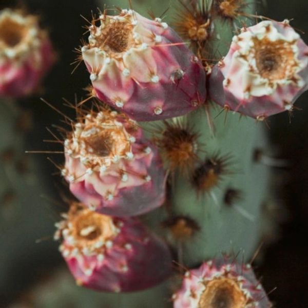 Close-up of cactus fruits with spines.