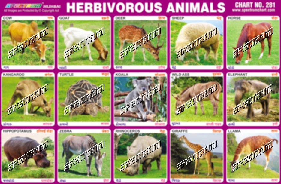 herbivorous animals chart