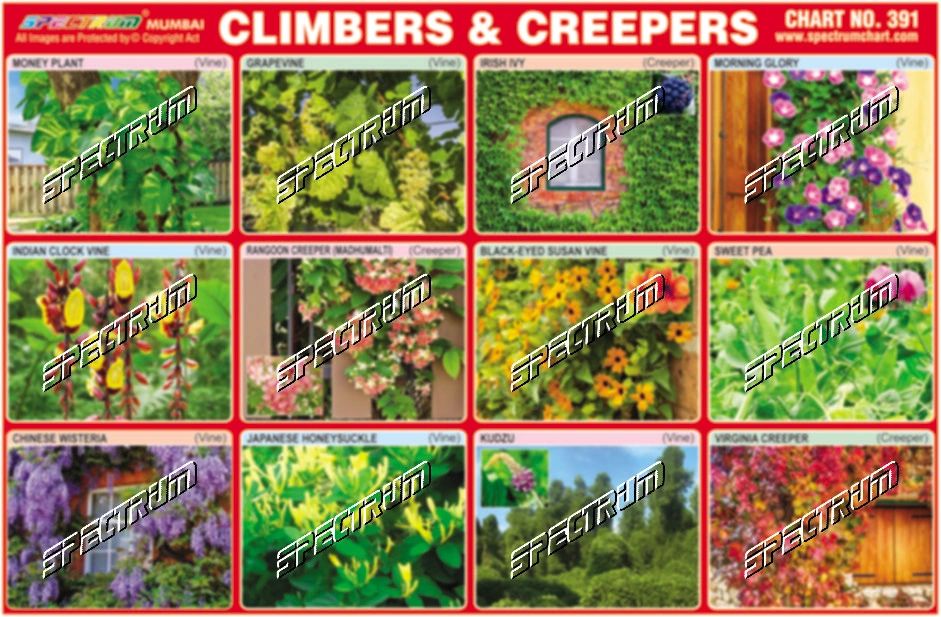 What are climbers and creepers?