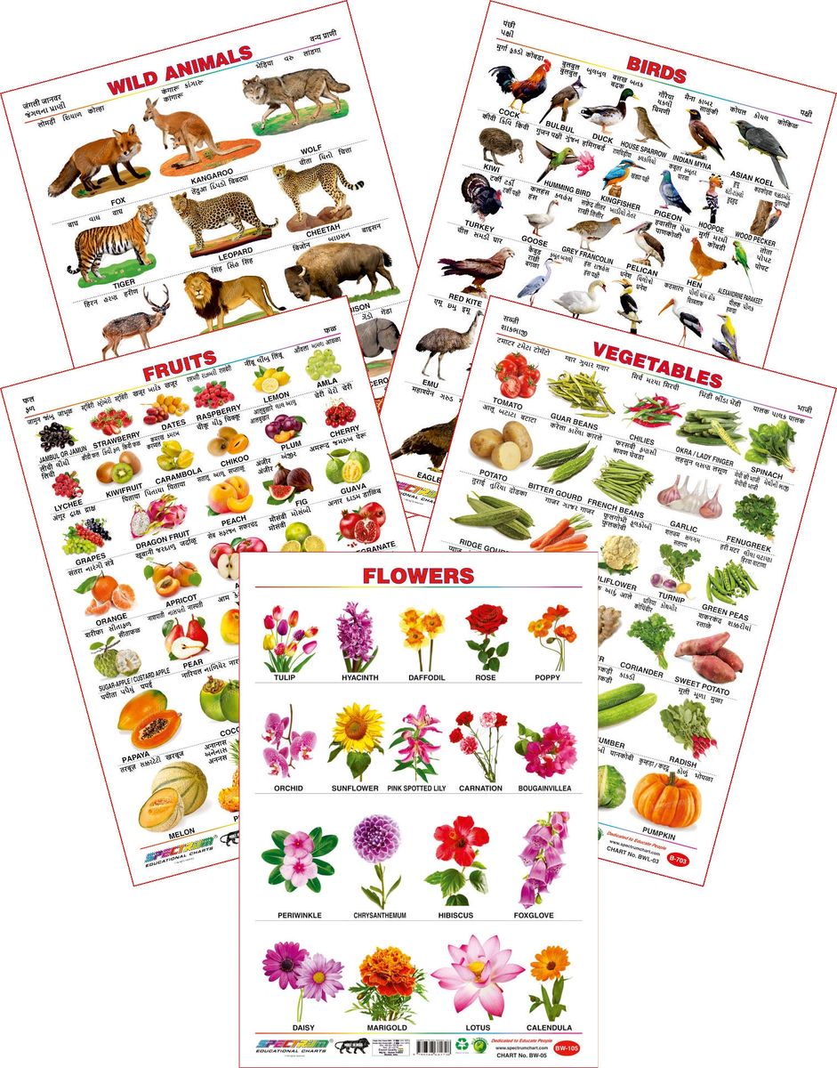 Spectrum Educational Large Wall Charts (Set of 5) : ( Wild Animals , Birds , Fruits , Vegetables & Flowers ) Spectrum Educational Large Wall Charts (Set of 5) : ( Wild Animals , Birds , Fruits , Vegetables & Flowers )