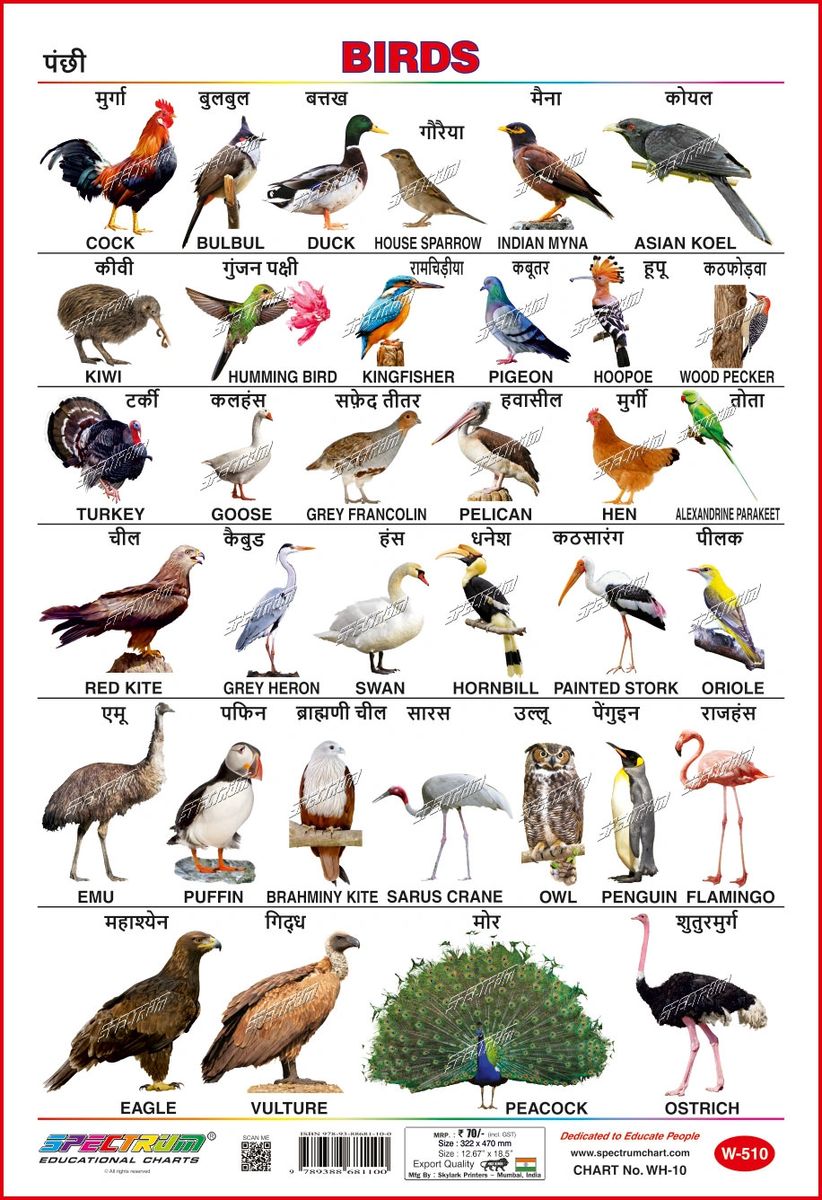 Spectrum Educational Mini Wall Chart Set Of 8 Animals Birds Wild Domestic Animal Fruits Vegetables Numbers 1 Flowers English And Hindi Language Set 8