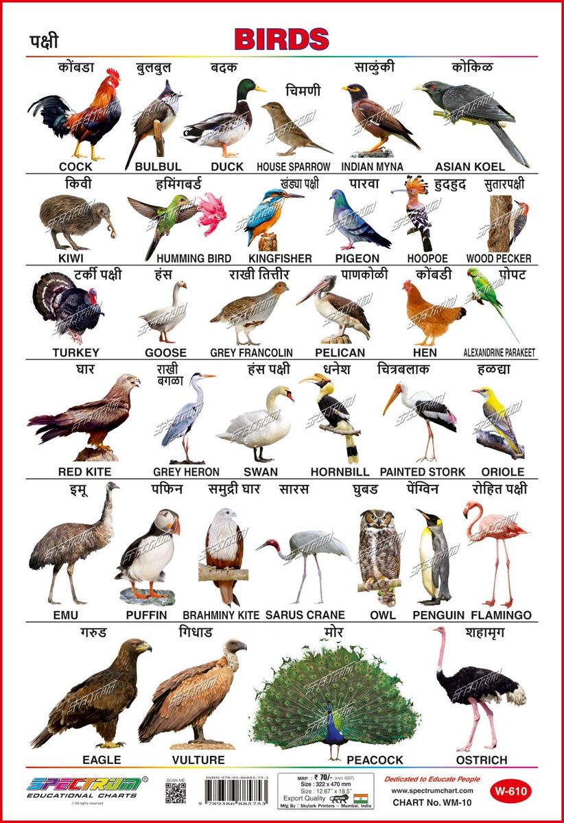 Spectrum Educational Mini Wall Chart Set Of 8 Animals Birds Wild Domestic Animal Fruits Vegetables Flower Transport English And Marathi Language Set 1